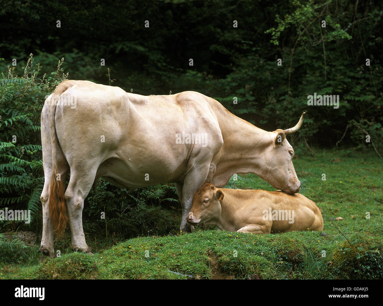 Mucca dei Pirenei o biondo des Pyrenees, mucca con vitello di bovini domestici da Francia Foto Stock