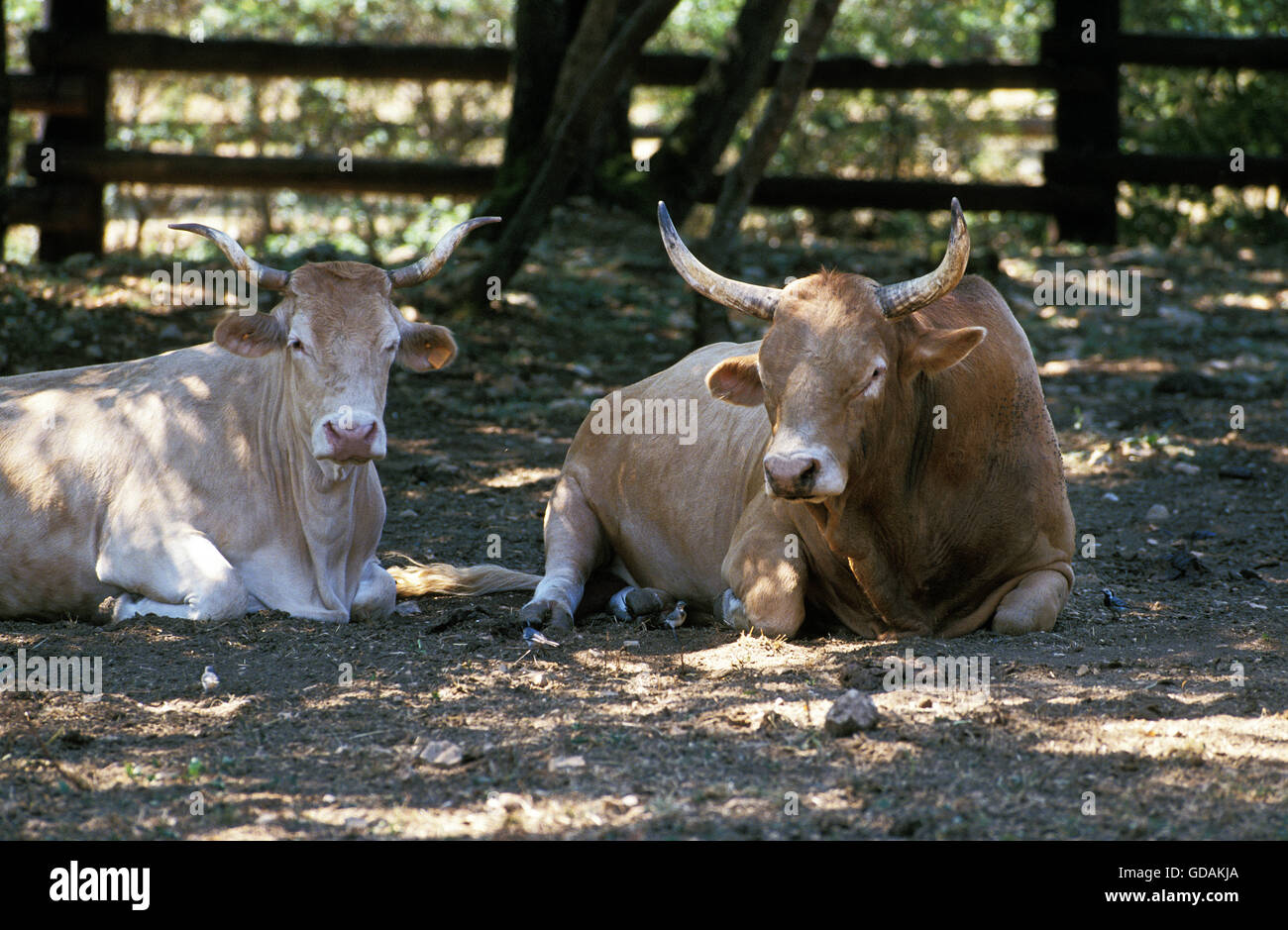 Mucca dei Pirenei o biondo des Pyrenees, bovini domestici da Francia Foto Stock