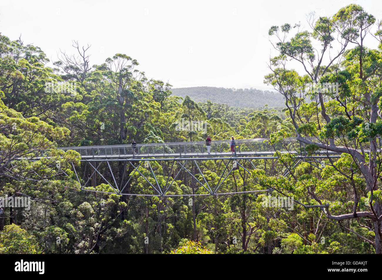 Walpole, Australia, 2 Aprile 2016: turisti che si godono il Tree Top Walk nella Valle dei Giganti in Western Australia. Foto Stock