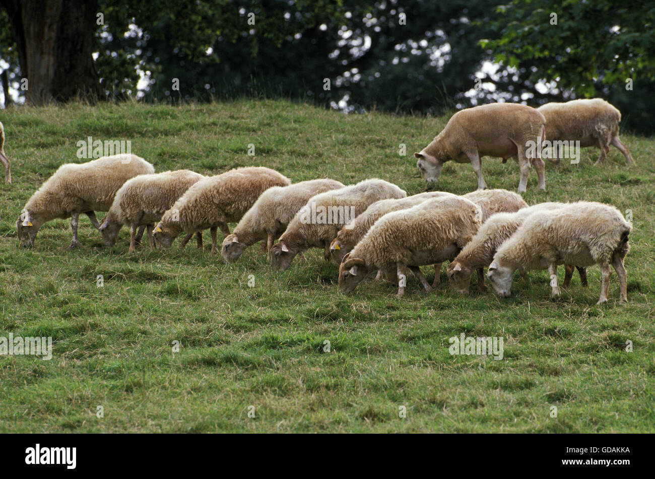 Un Manech tête rousse Pecore, una razza francese, allevamento mangiare erba Foto Stock