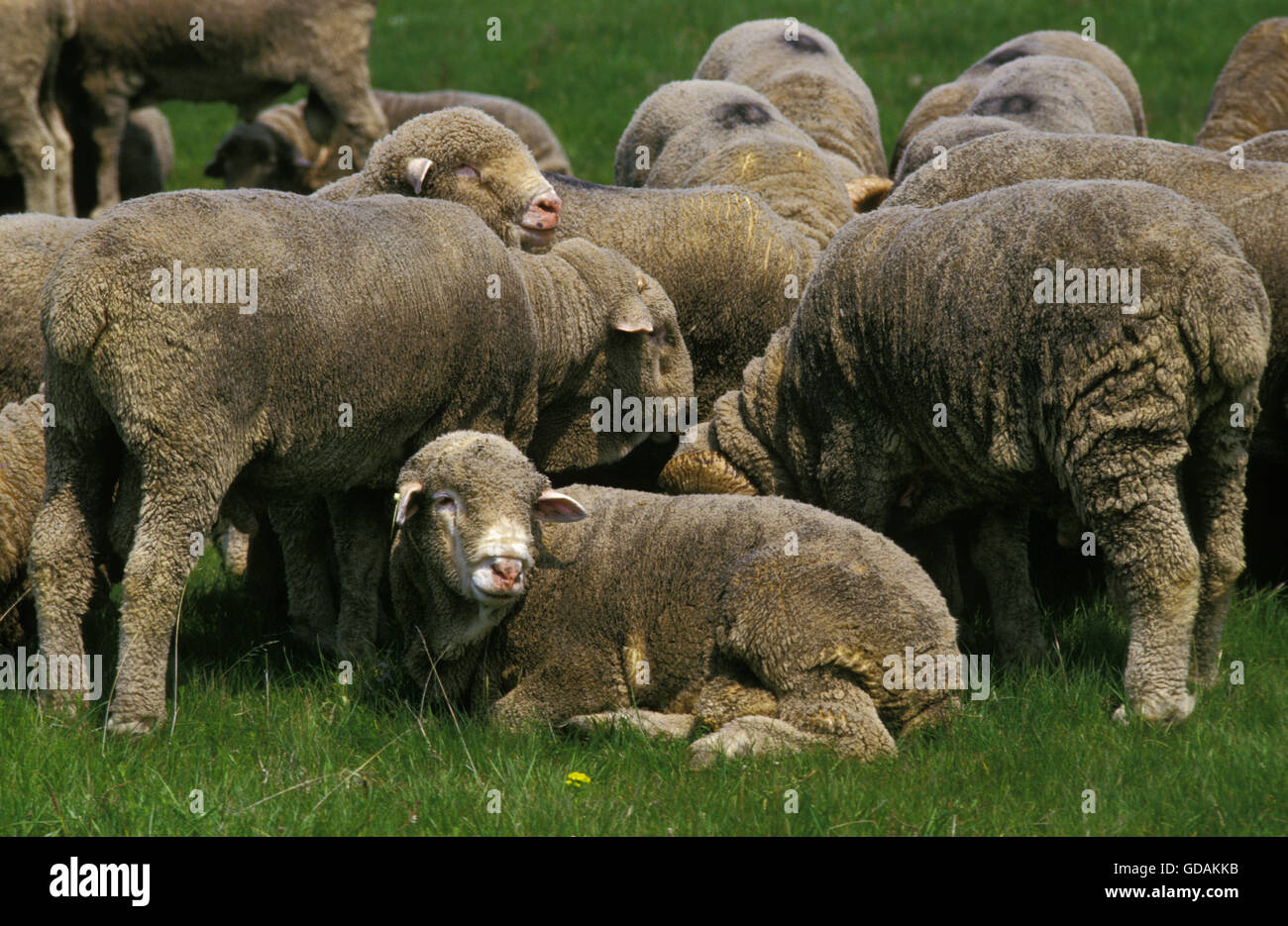 Pecore Merino, allevamento Foto Stock