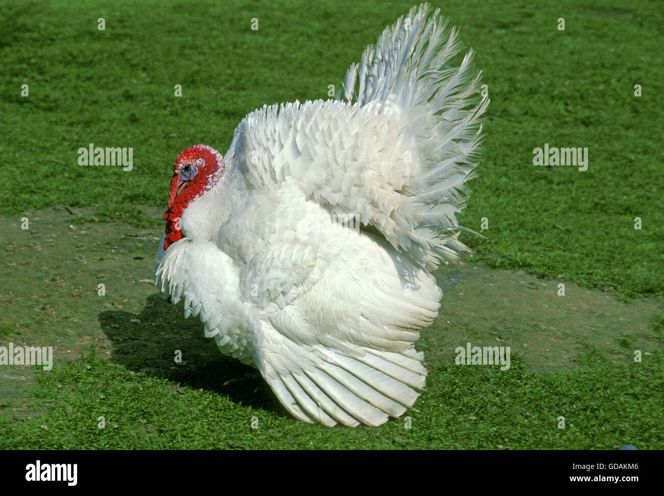 White Beltsville Turchia, una razza francese, maschio visualizzazione Foto Stock
