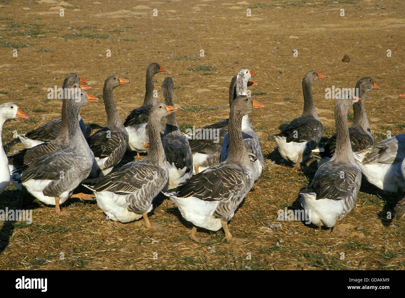 Oca di Tolosa, la razza la produzione di paté de foie gras in Francia Foto Stock