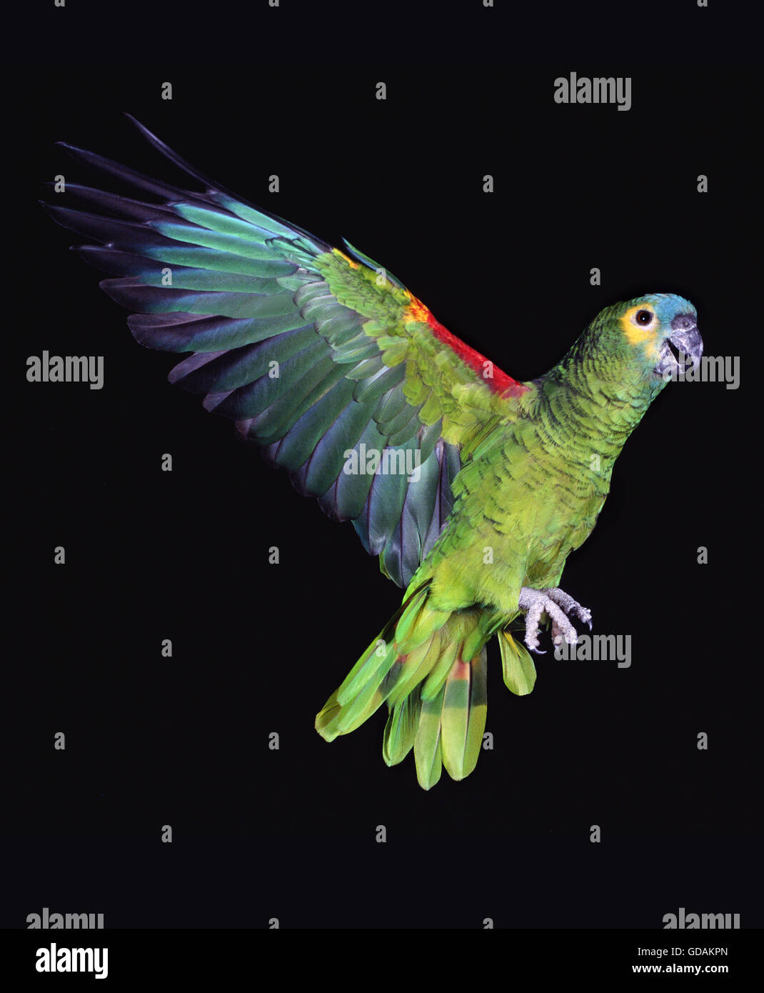 Blue-Fronted Amazon Parrot o Turquoise-Fronted Amazon, Amazon aestiva, adulti in volo su sfondo nero Foto Stock