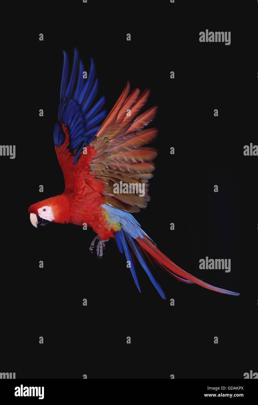 Rosso-Verde Macaw, ara chloroptera, adulti in volo Foto Stock
