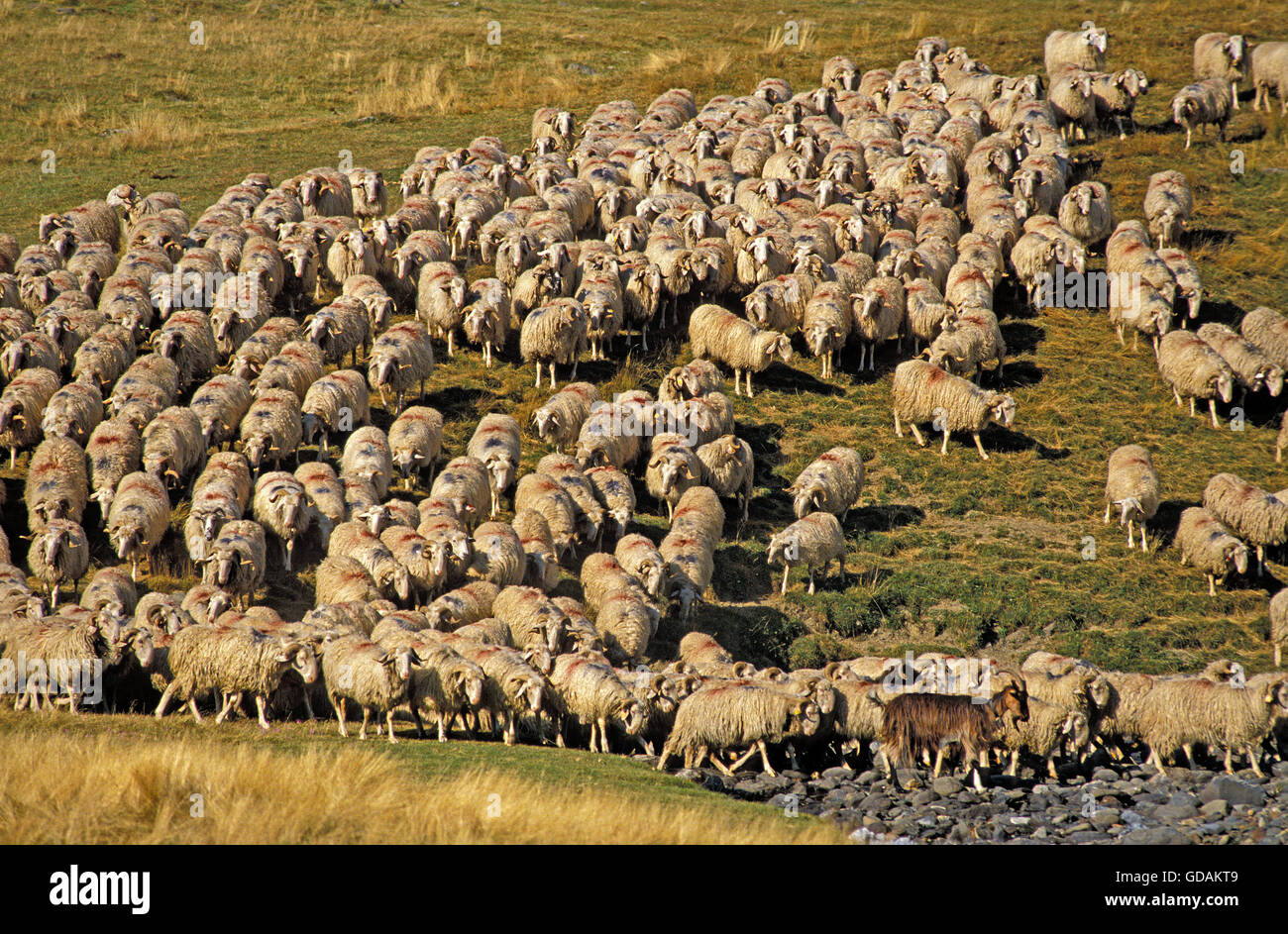 Gregge di ovini, a sud-ovest della Francia Foto Stock
