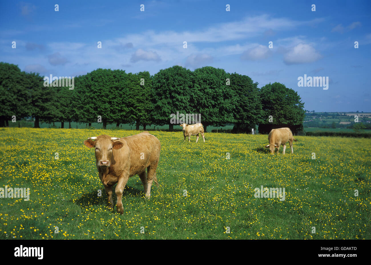 Bovini domestici in Prato Foto Stock