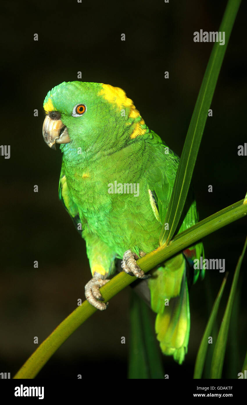 Yellow-Naped Amazon Parrot, amazona auropalliata, Adulti Foto Stock