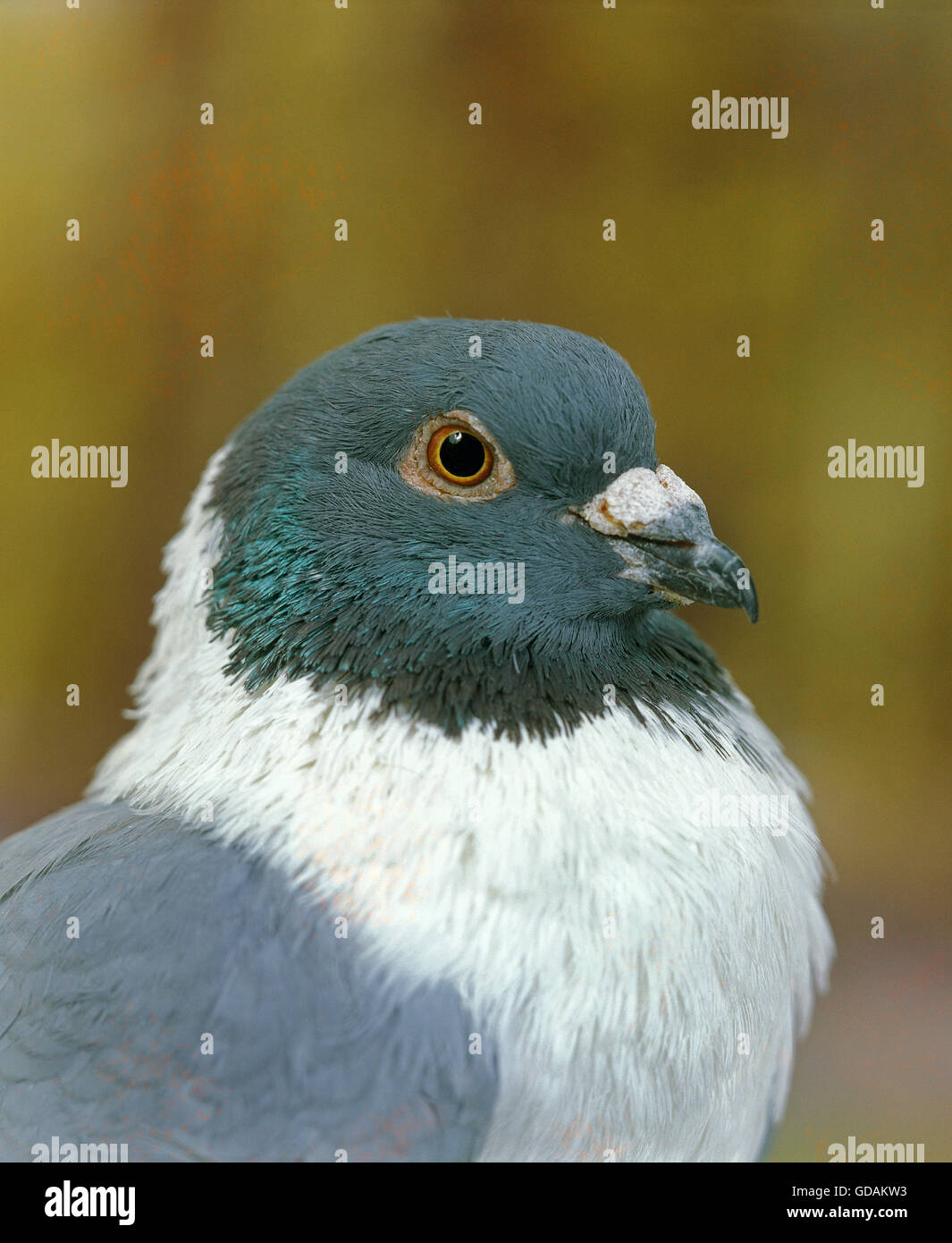 Blue Strasser Pigeon, Ritratto di adulto Foto Stock