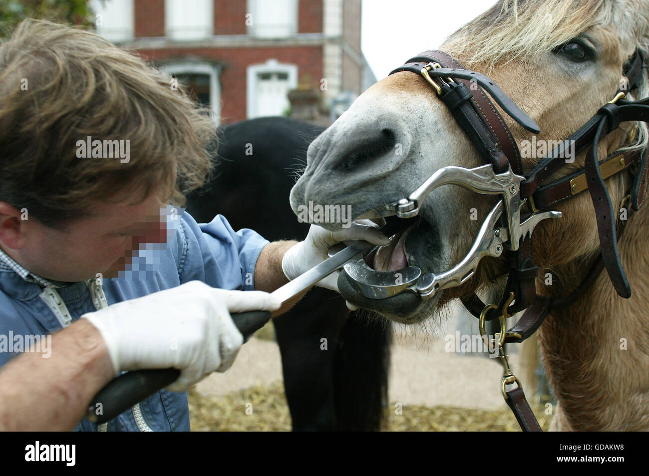 Horse dentista con un fiordo norvegese cavallo Foto Stock