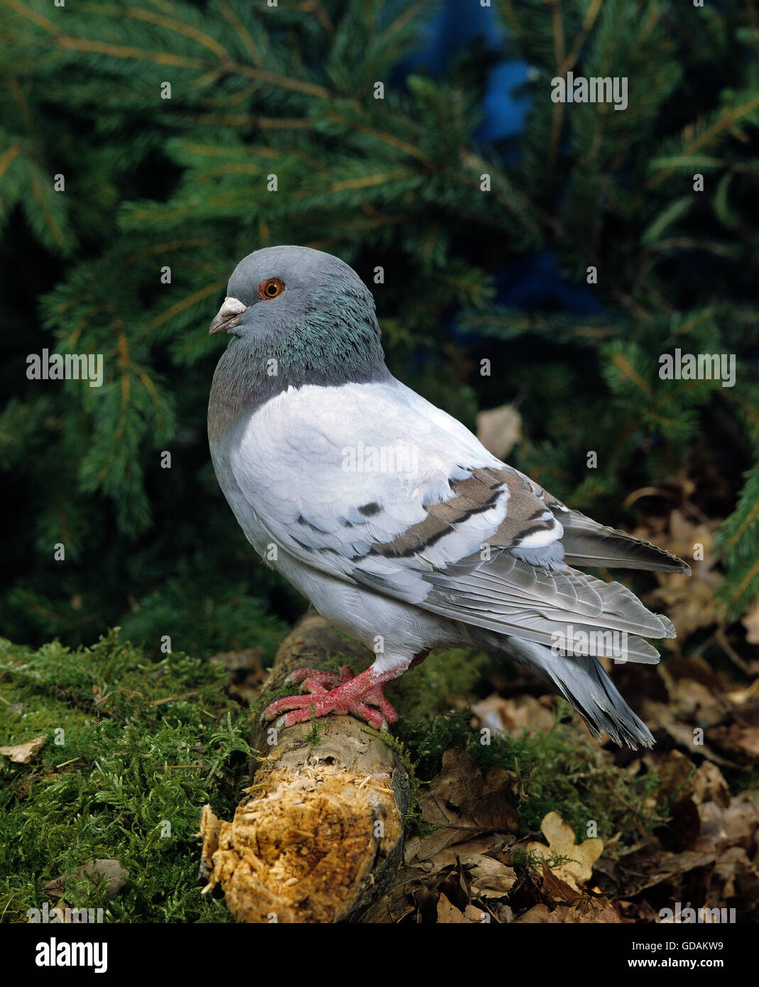 Blue Mondain Pigeon Foto Stock
