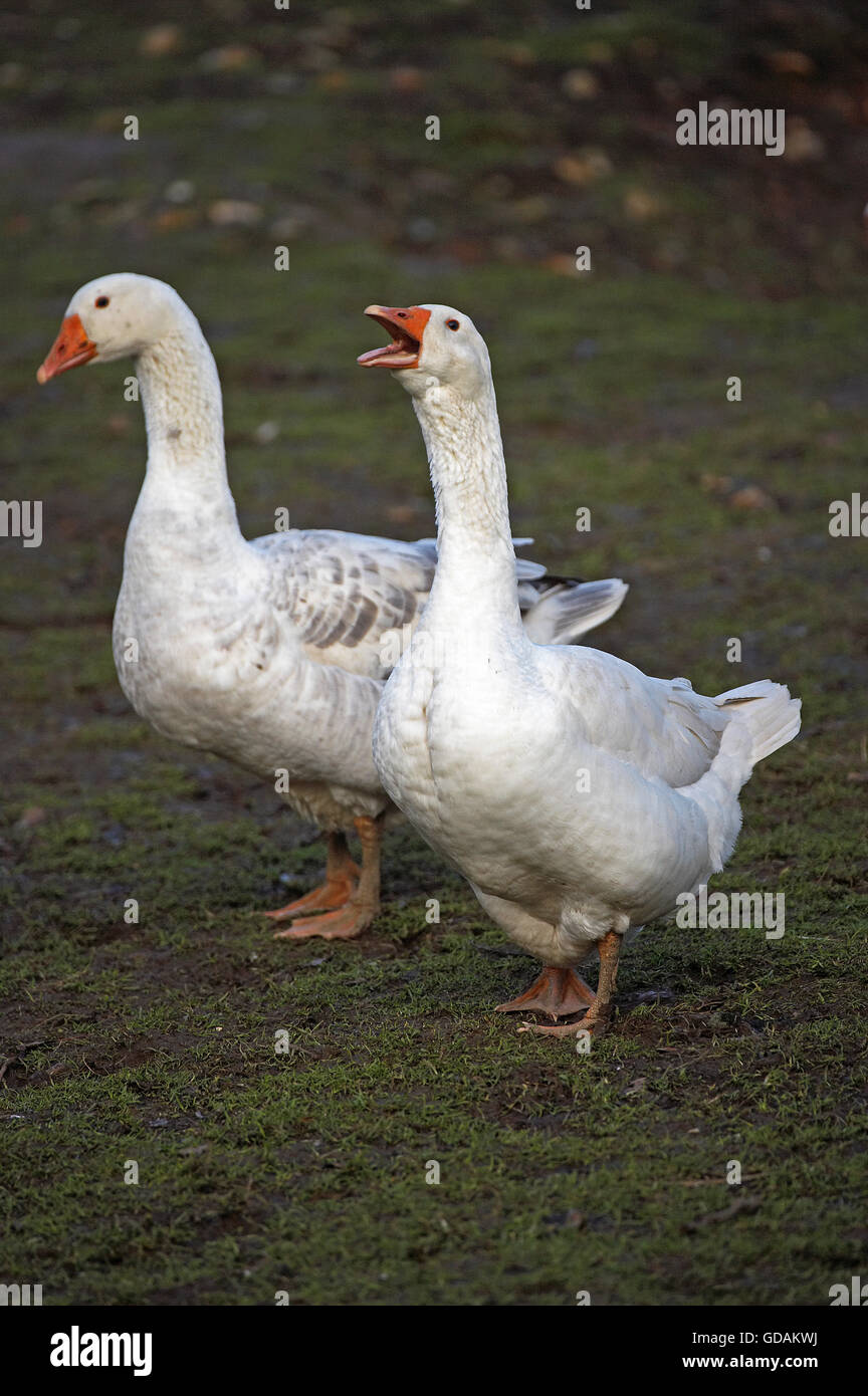 Norman Goose, Calvados In Normandia Foto Stock