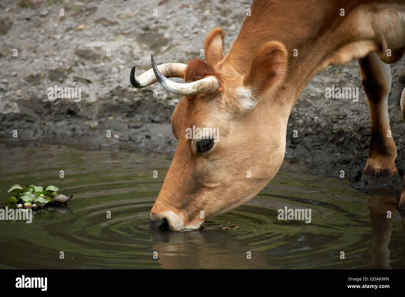 Bovini domestici, mucca bere a stagno Foto Stock