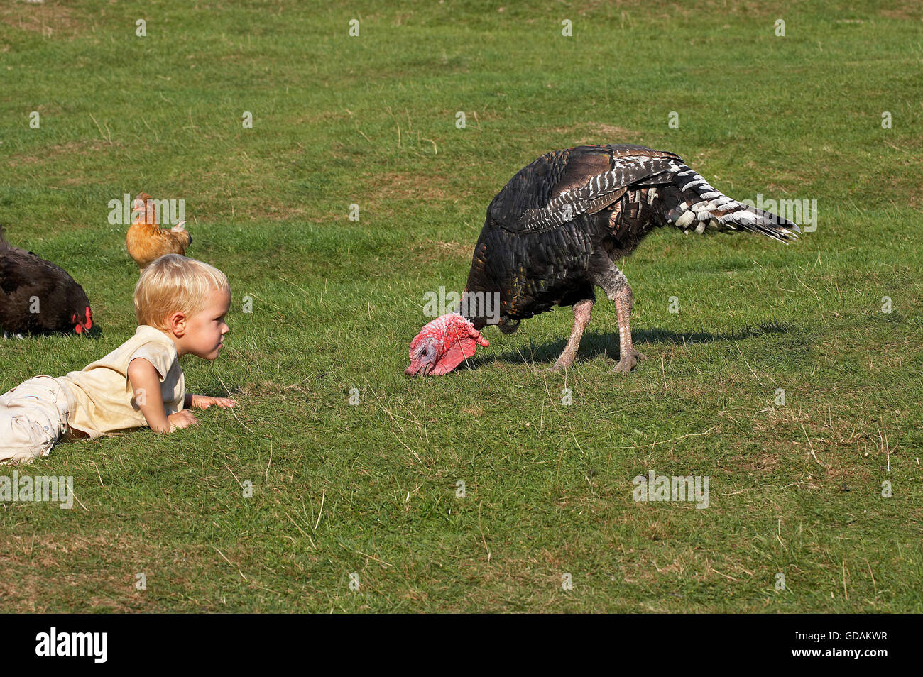 Ragazzo che posa in erba con la Turchia e le galline Foto Stock