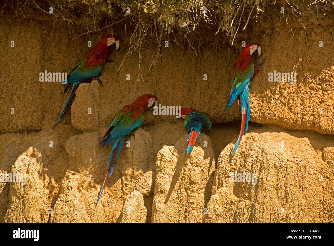 Rosso-Verde Macaw, ara chloroptera, gruppo di mangiare argilla, scogliera alla Riserva del Manu in Perù Foto Stock
