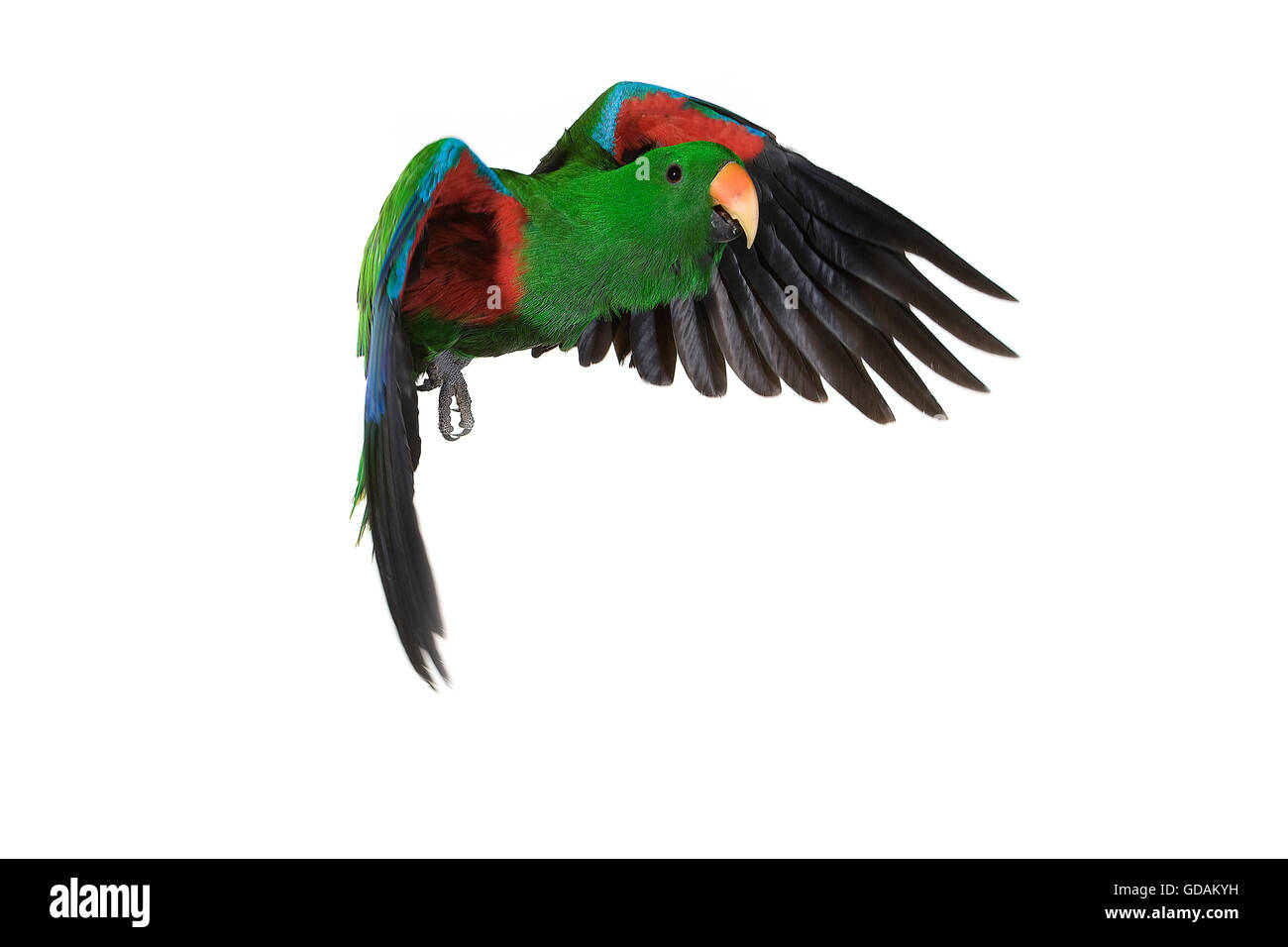 Eclectus Parrot, eclectus roratus, maschio in volo contro uno sfondo bianco Foto Stock