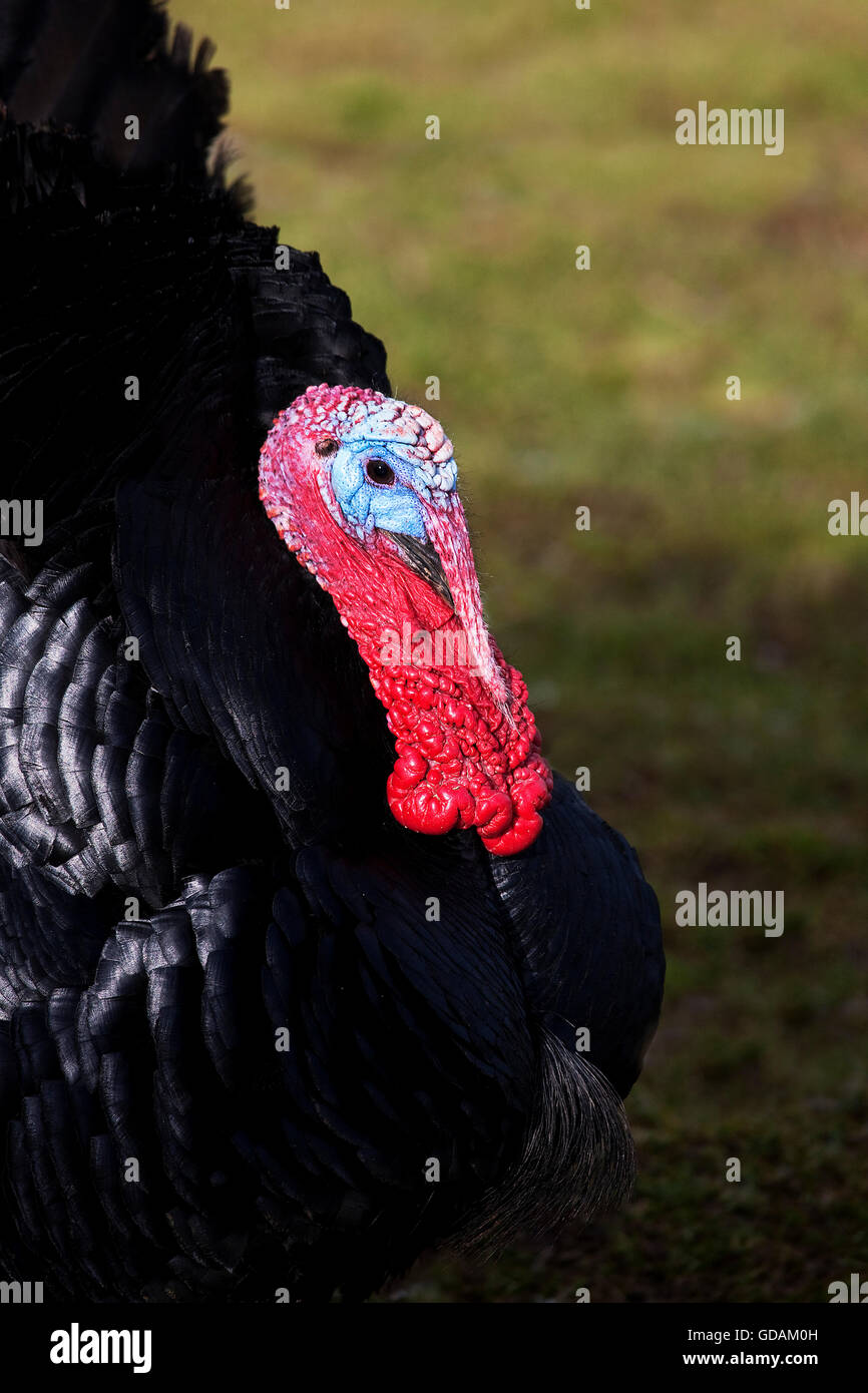 Nero domestico normanno Turchia, una razza francese, ritratto di maschio Foto Stock