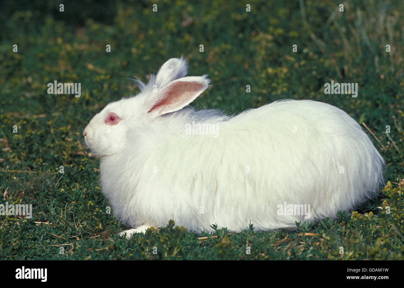 WHITE il coniglio d'angora, adulti sull'erba Foto Stock