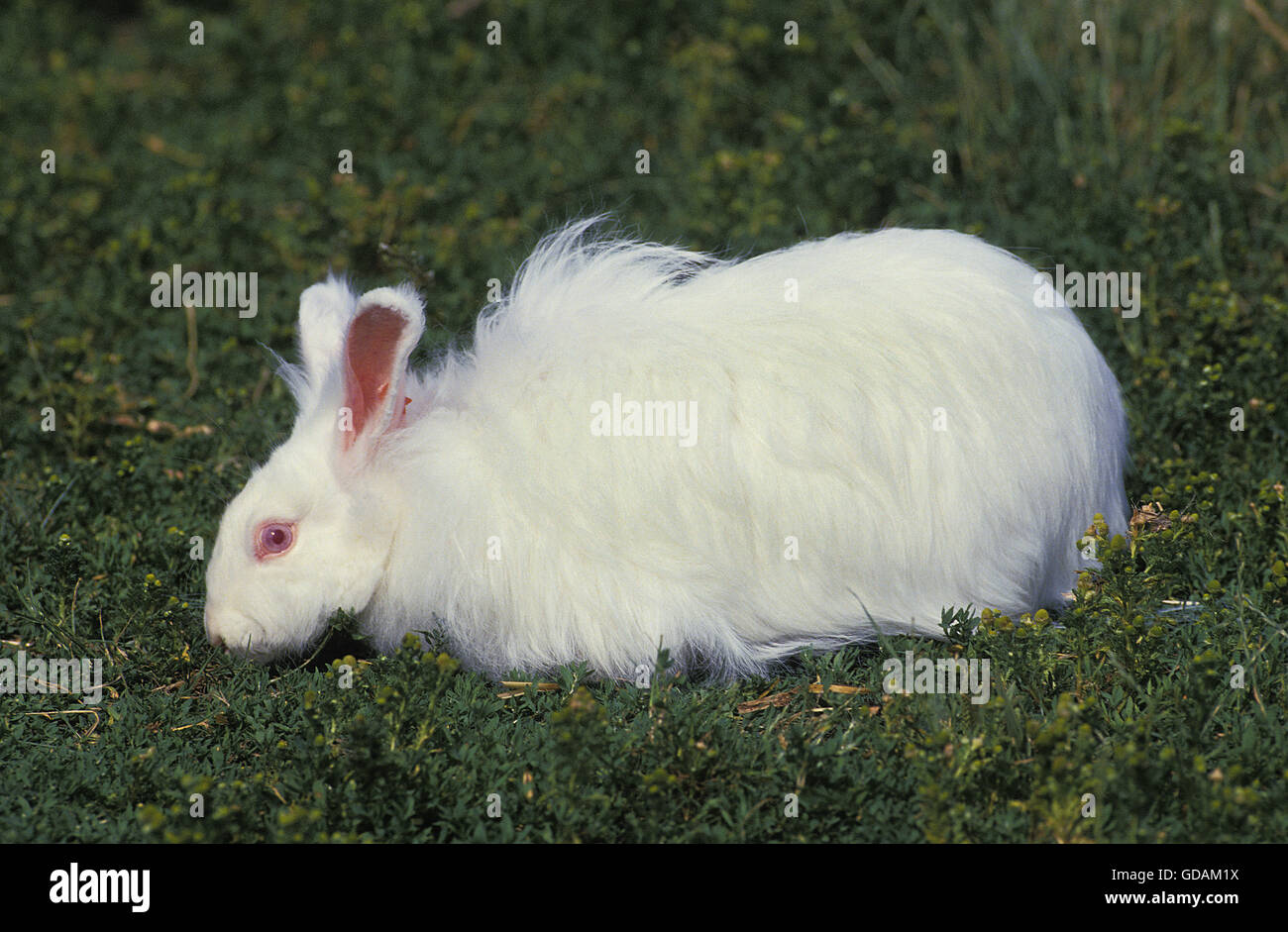 WHITE il coniglio d'angora, adulti sull'erba Foto Stock