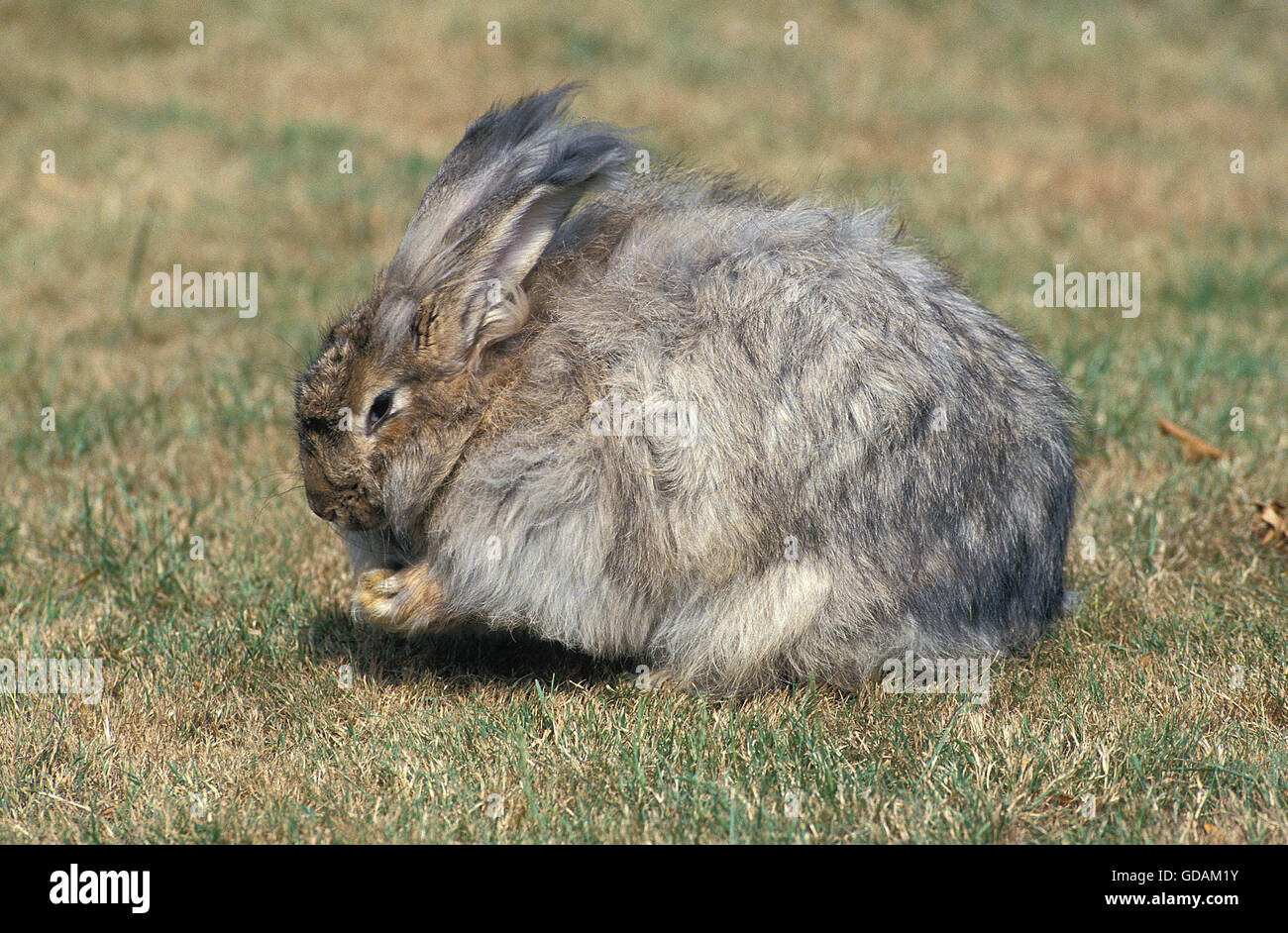 Il coniglio d'angora, adulti sull'erba Foto Stock