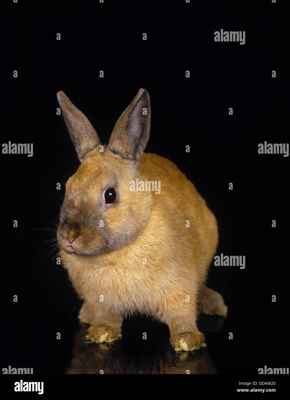 Coniglio nano su sfondo nero Foto Stock