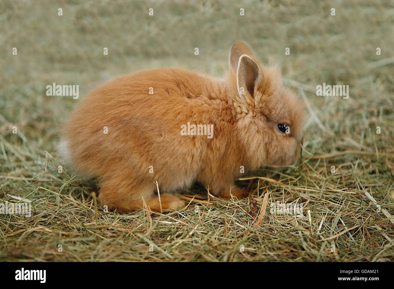 Angora Dwarf Rabbit Foto Stock