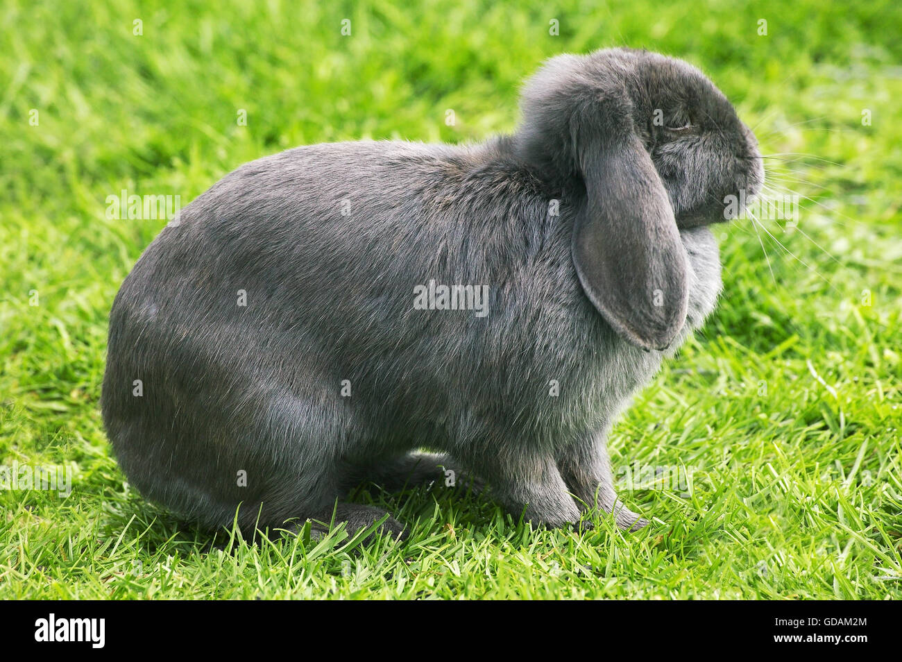 Lop francese dalle orecchie di coniglio adulto, sull'erba Foto Stock