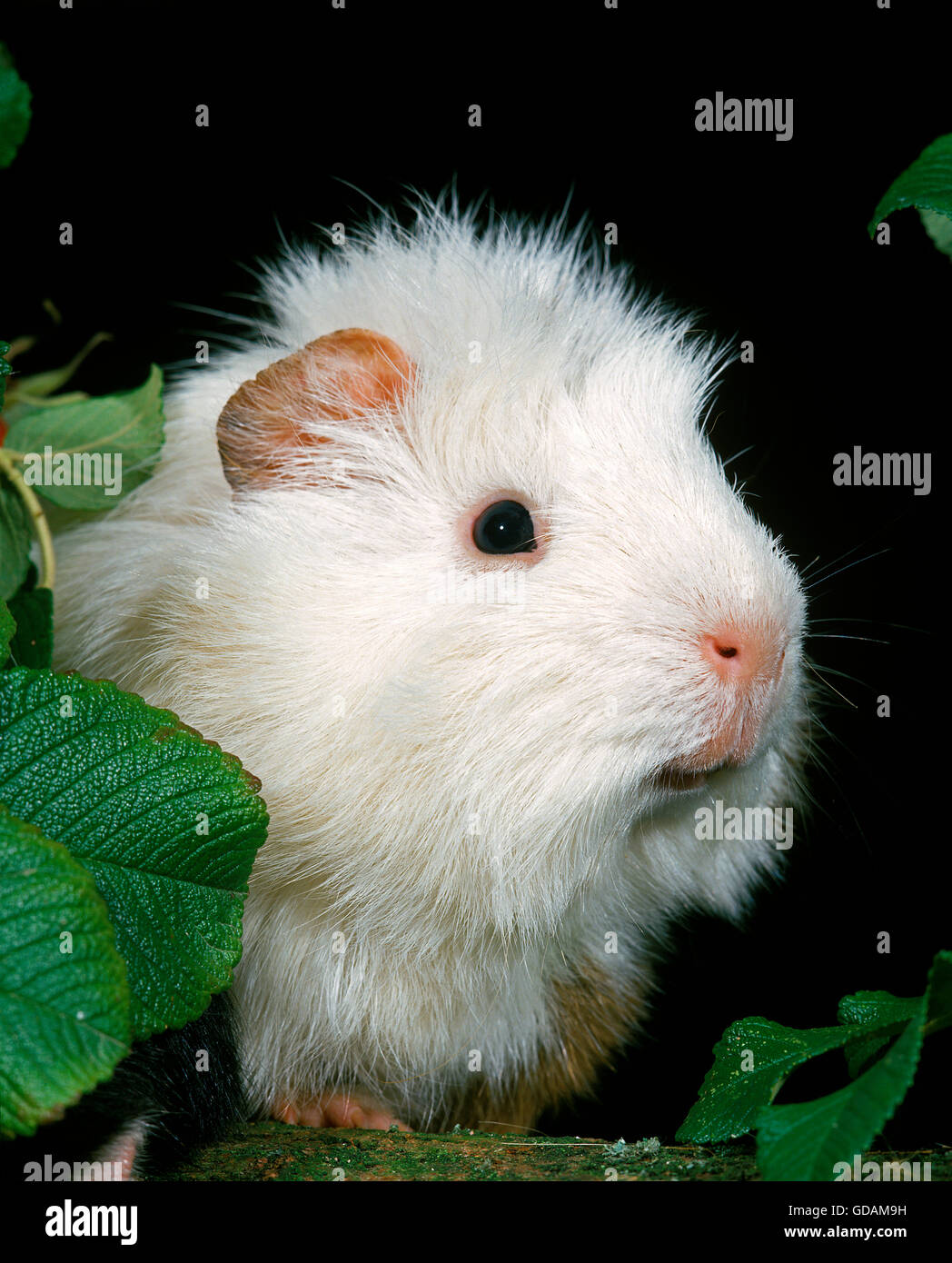 La cavia, cavia porcellus, Adulti Foto Stock
