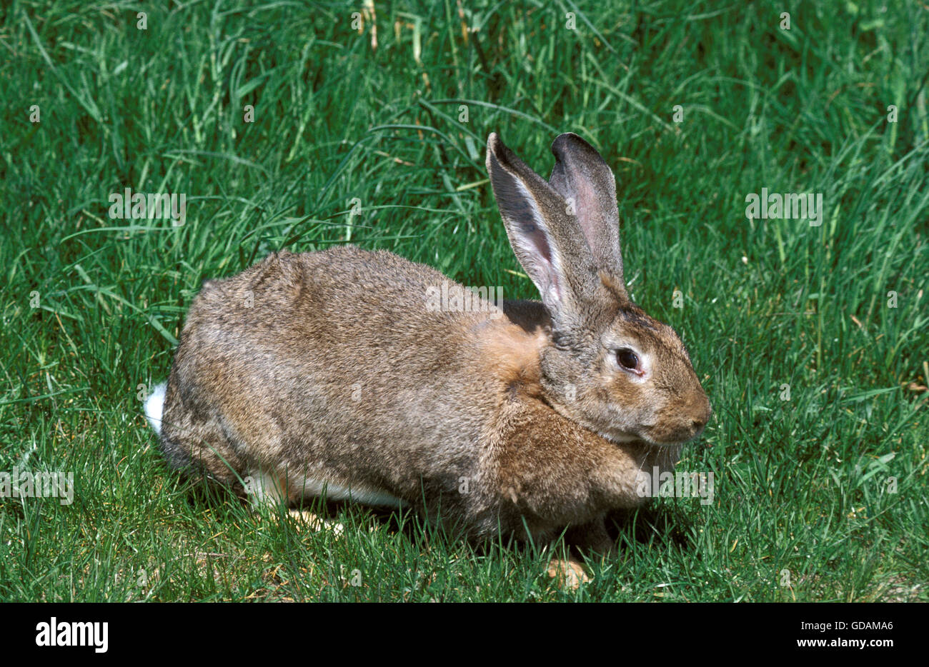 Fiammingo coniglio gigante, razza dalle Fiandre in Belgio Foto Stock