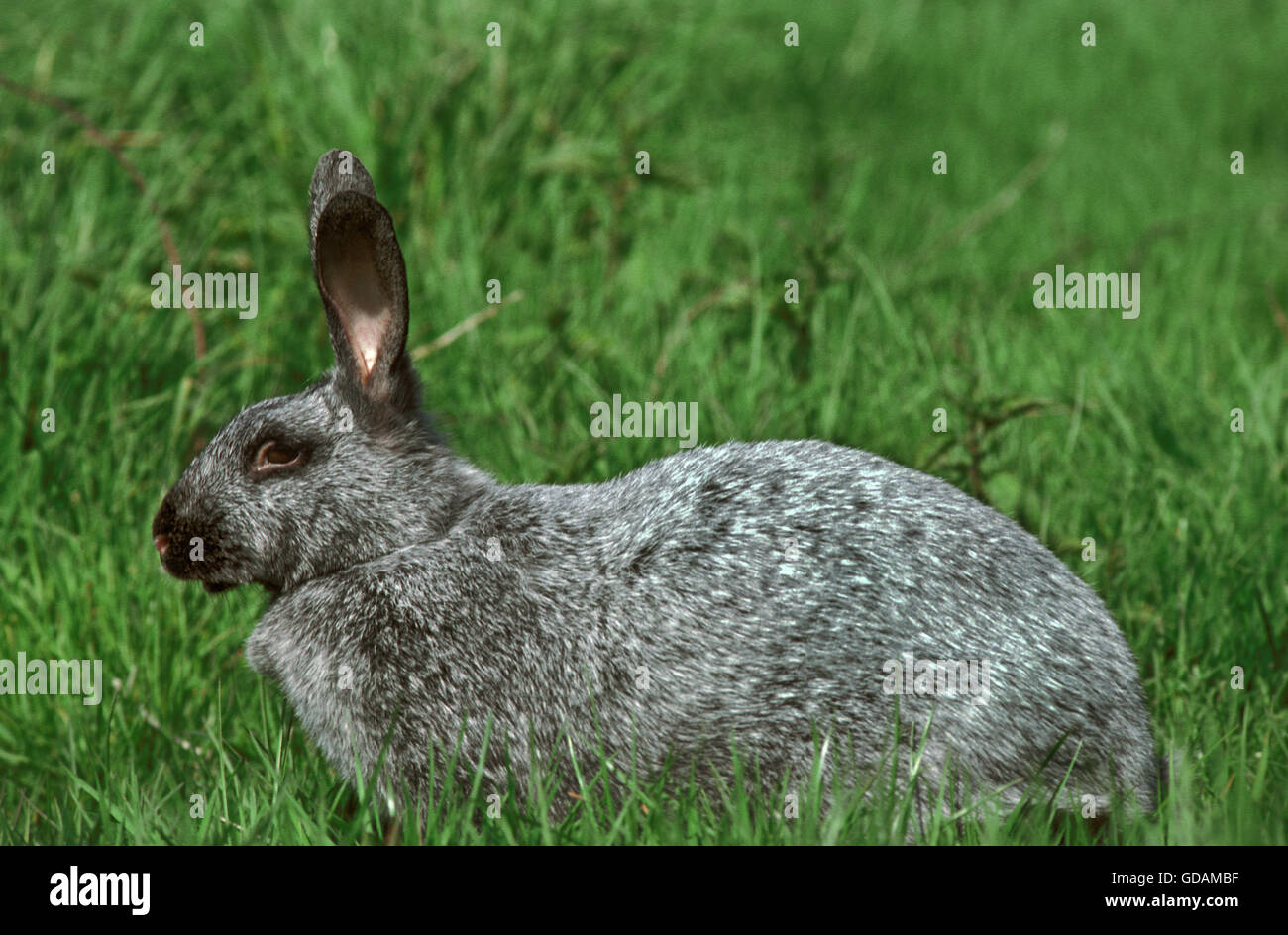 Il francese il coniglio domestico calle Argente de Champagne Foto Stock