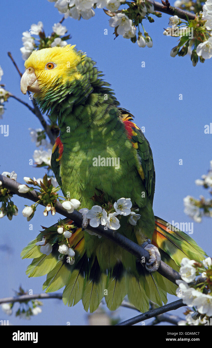 Yellow-Headed Parrot, amazona oratrix, adulti sul ramo Foto Stock