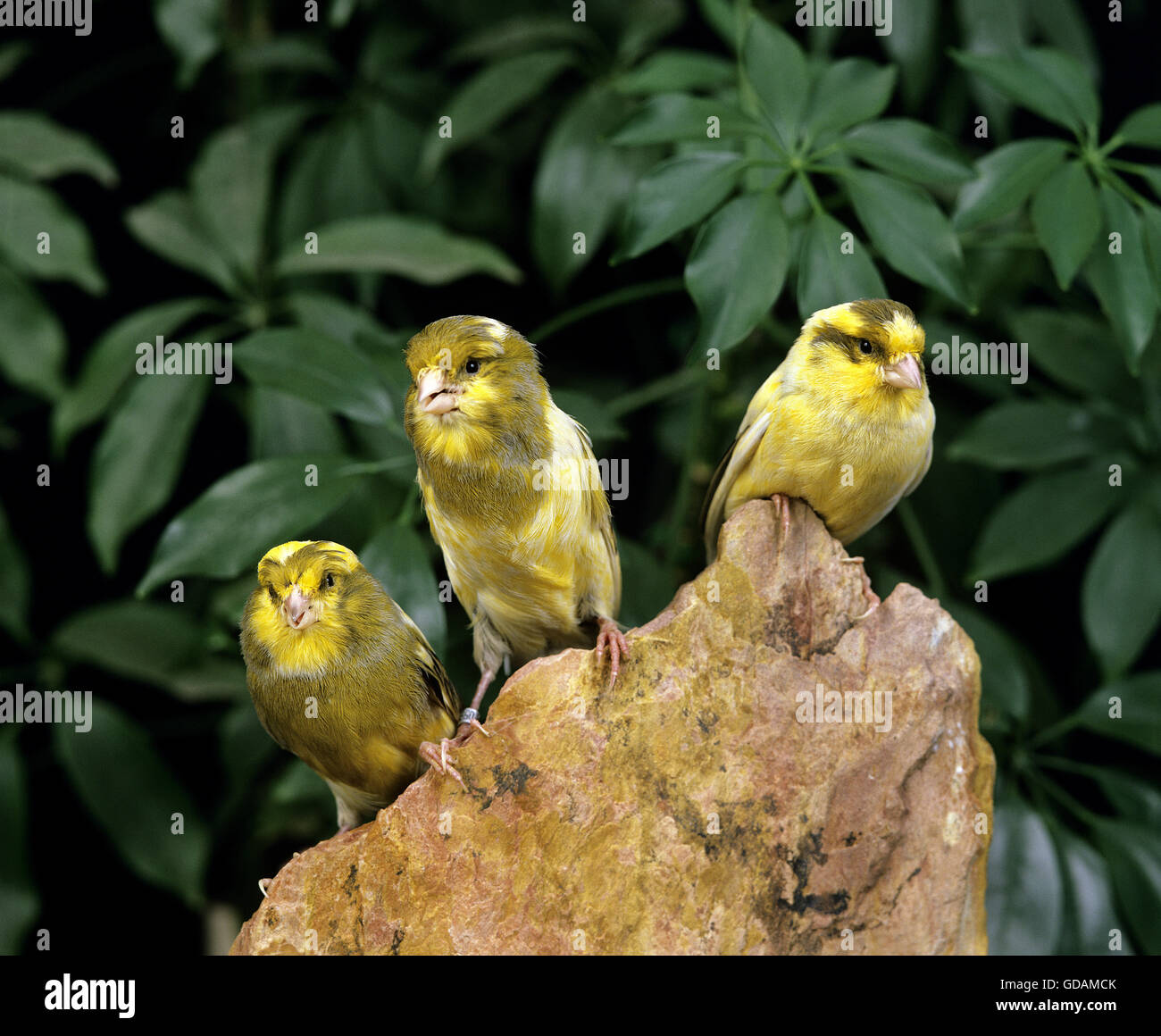 Yorkshire Canary Foto Stock