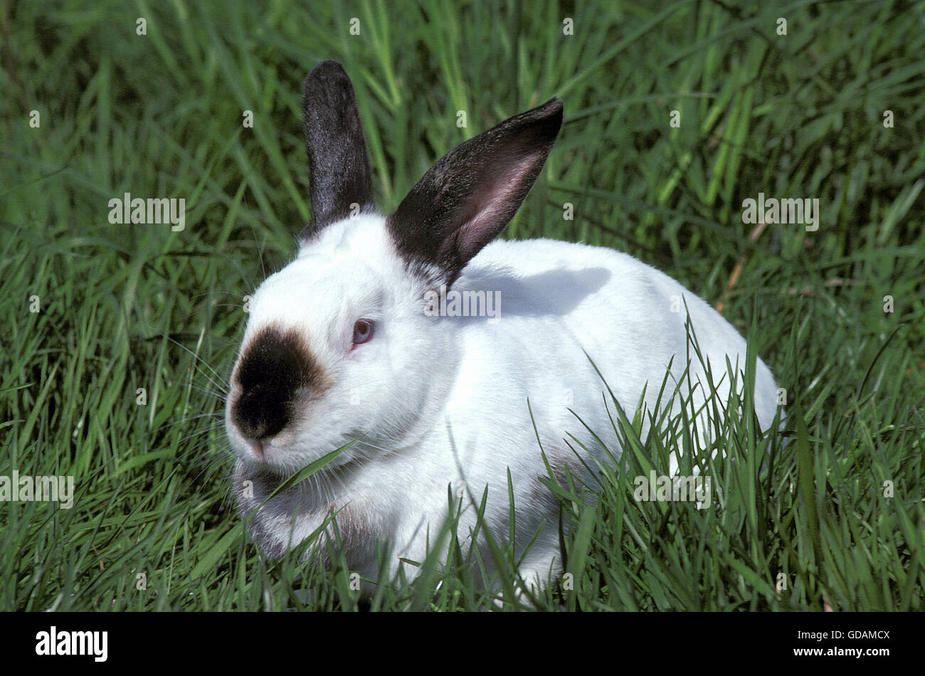 Coniglio Californiano e Fotos Stock - Alamy