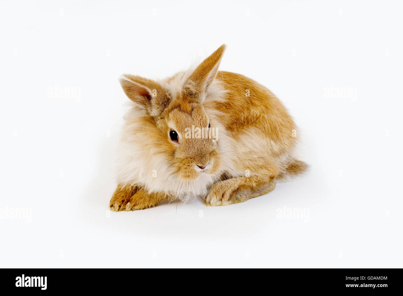 RED Dwarf Rabbit contro uno sfondo bianco Foto Stock