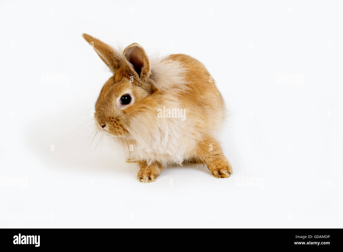 Red Dwarf Rabbit contro uno sfondo bianco Foto Stock
