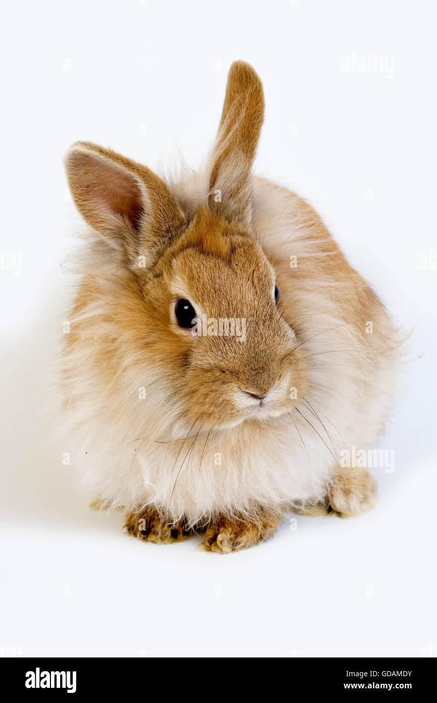 RED Dwarf Rabbit contro uno sfondo bianco Foto Stock