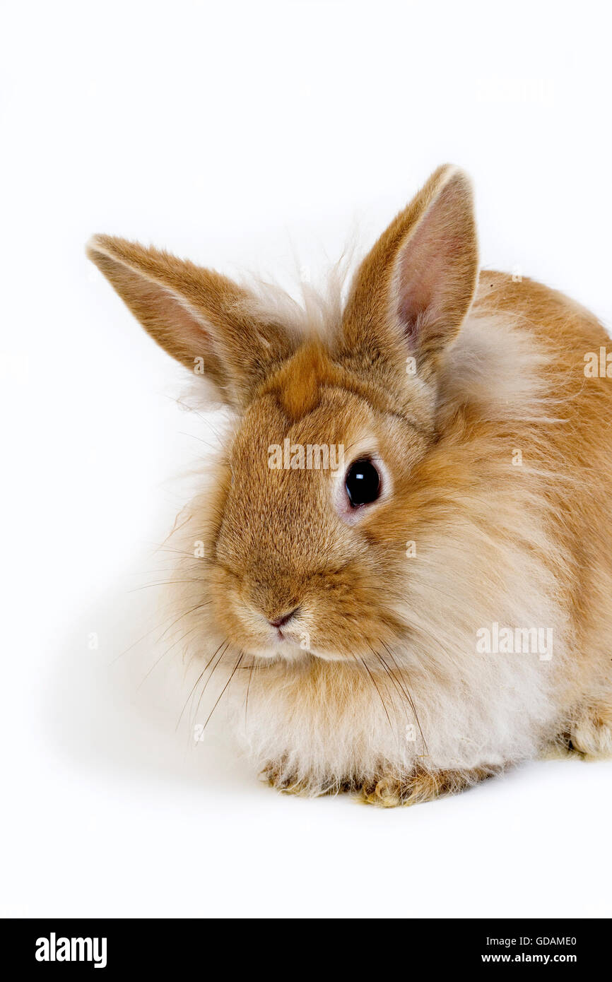Red Dwarf coniglio domestico contro uno sfondo bianco Foto Stock