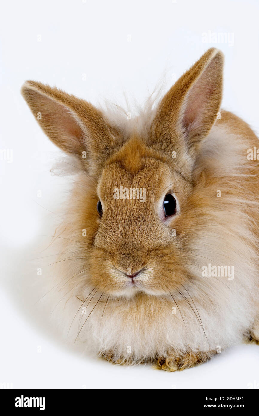 Red Dwarf Rabbit contro uno sfondo bianco Foto Stock