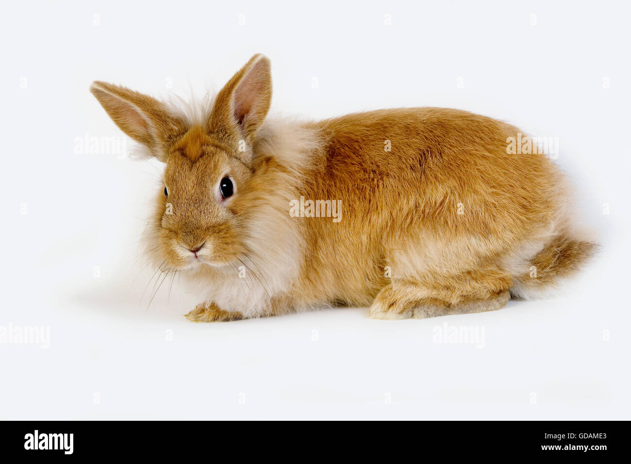 Red Dwarf coniglio domestico contro uno sfondo bianco Foto Stock