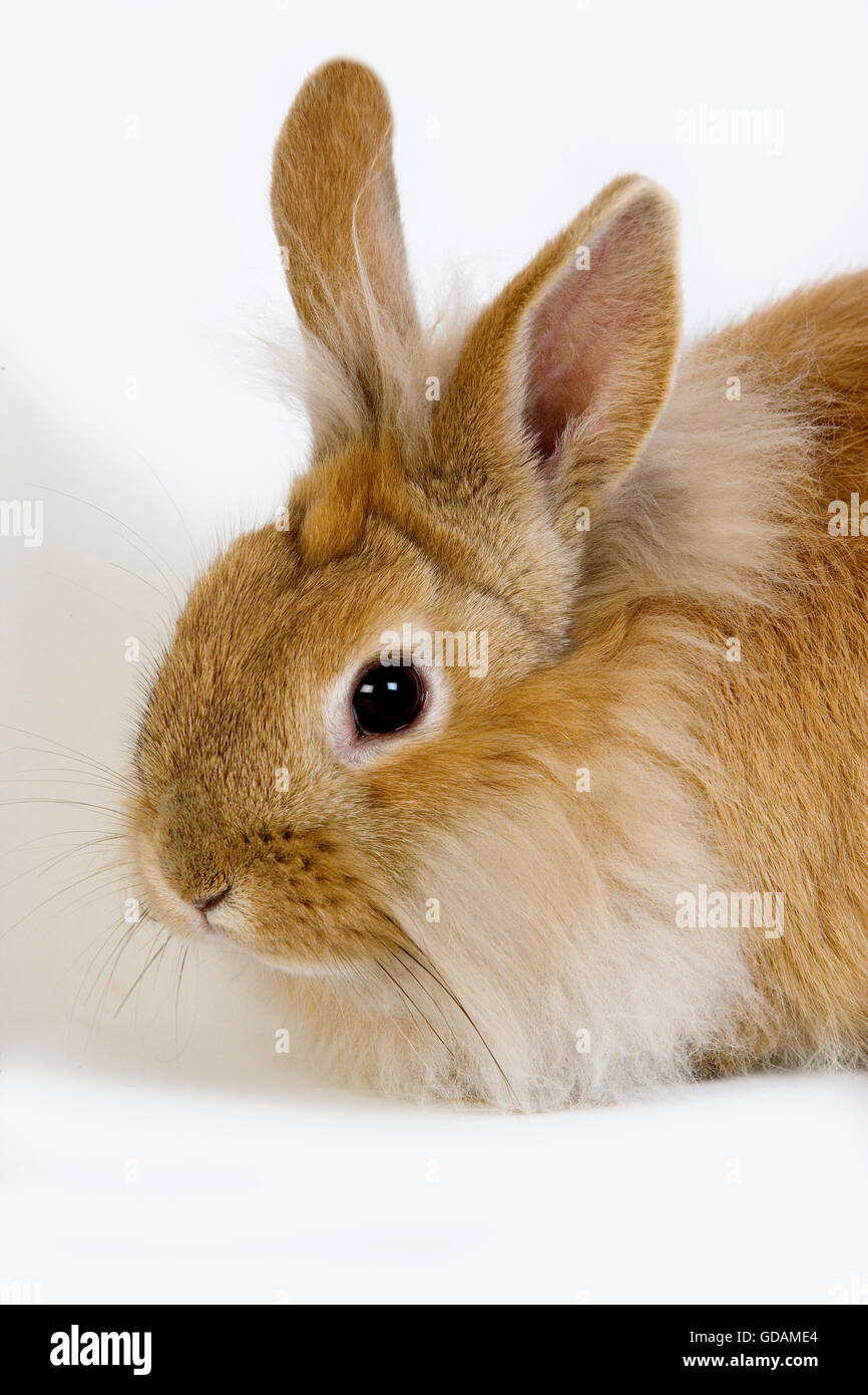 Red Dwarf Rabbit contro uno sfondo bianco Foto Stock