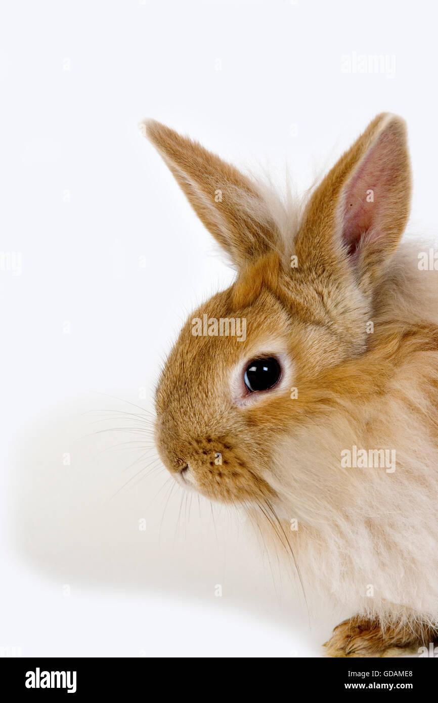 RED Dwarf Rabbit contro uno sfondo bianco Foto Stock