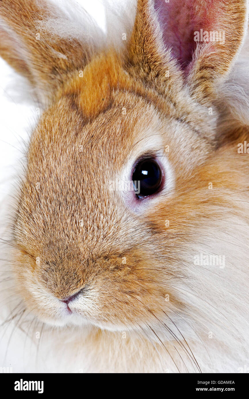 RED Dwarf Rabbit, close-up di testa Foto Stock