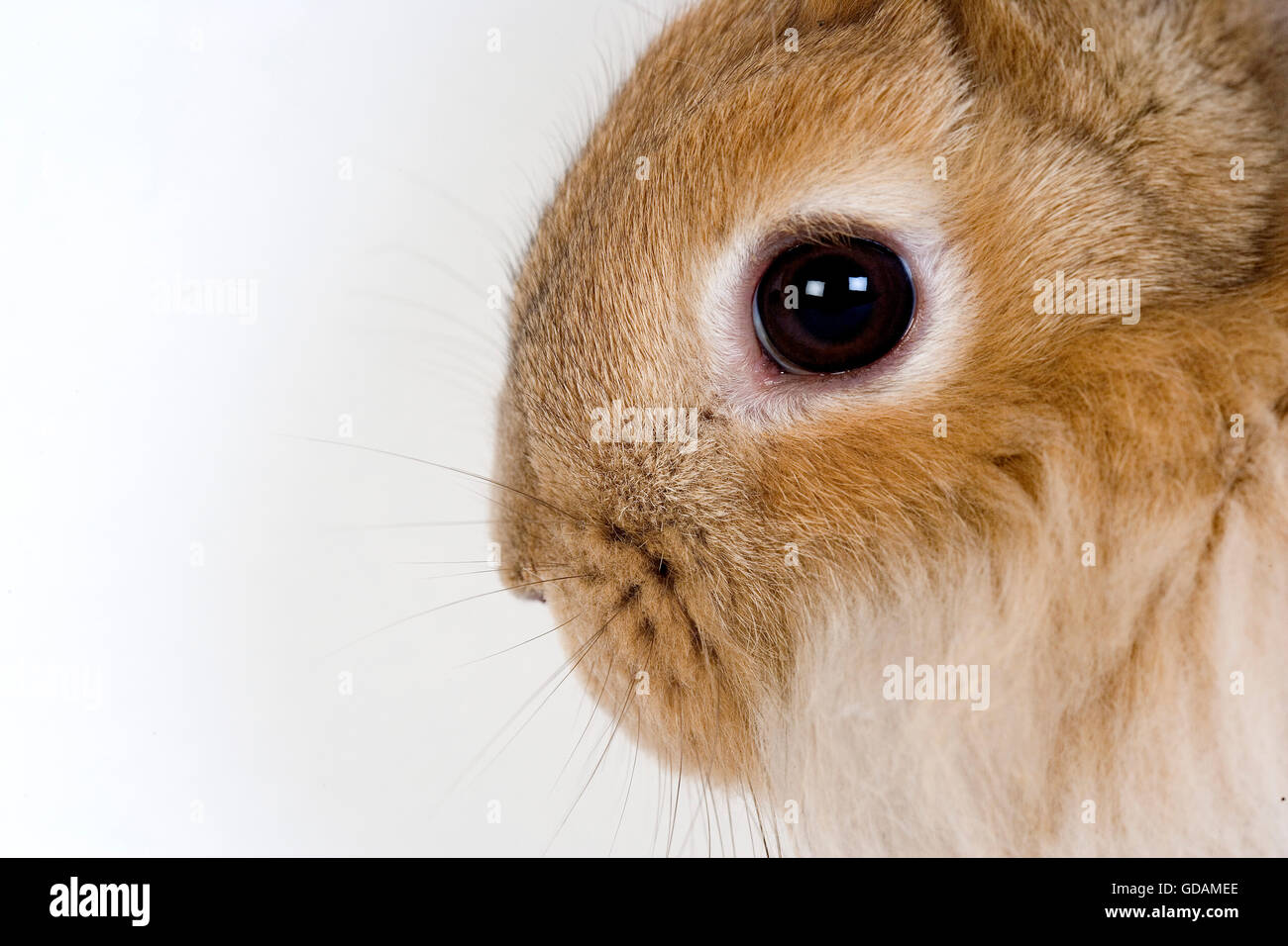 Red Dwarf coniglio domestico contro uno sfondo bianco Foto Stock