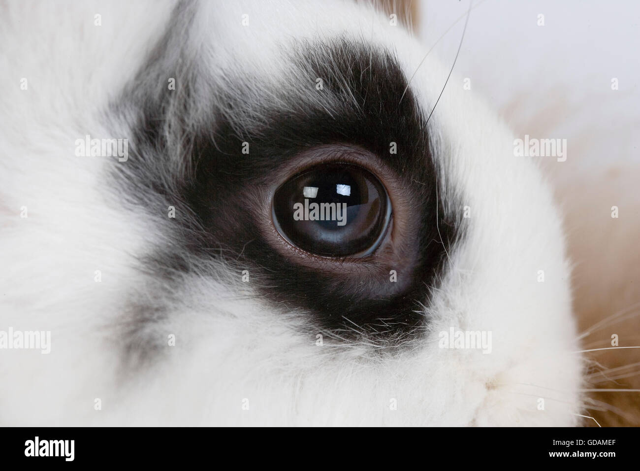Bianco e Nero coniglio nano, ravvicinata di un occhio Foto Stock