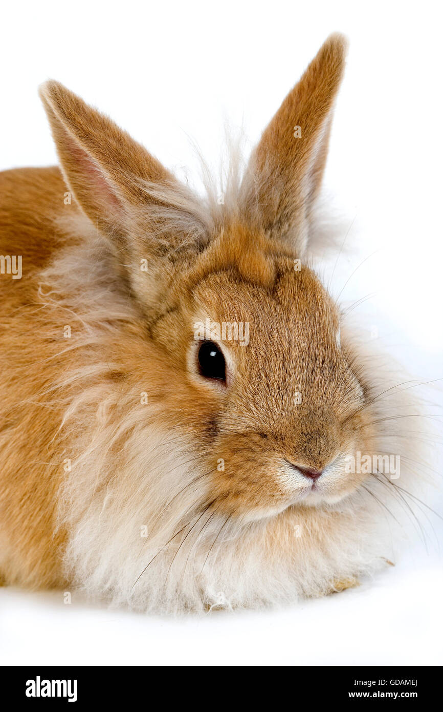 Red Dwarf Rabbit contro uno sfondo bianco Foto Stock