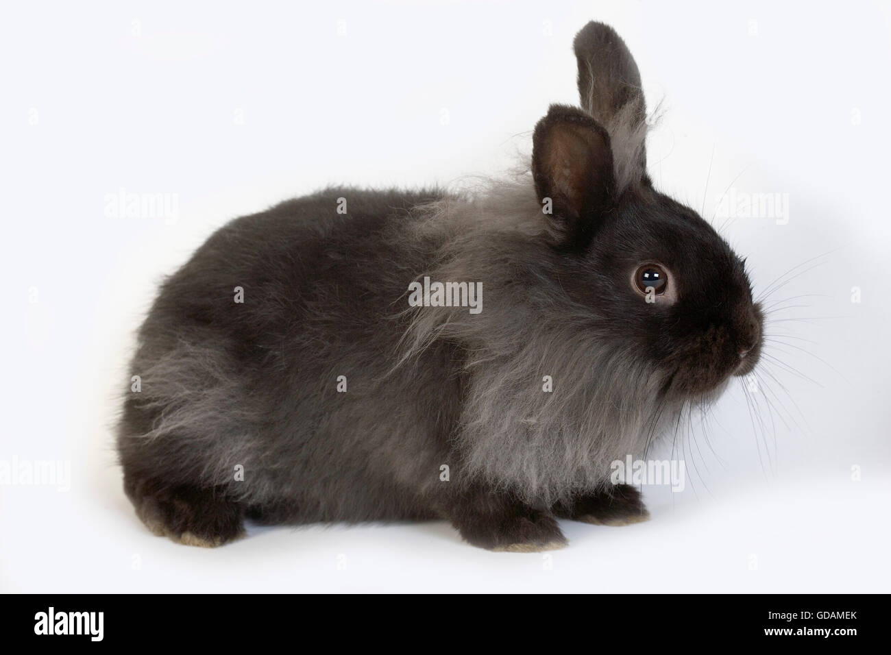 BLACK Dwarf Rabbit contro uno sfondo bianco Foto Stock