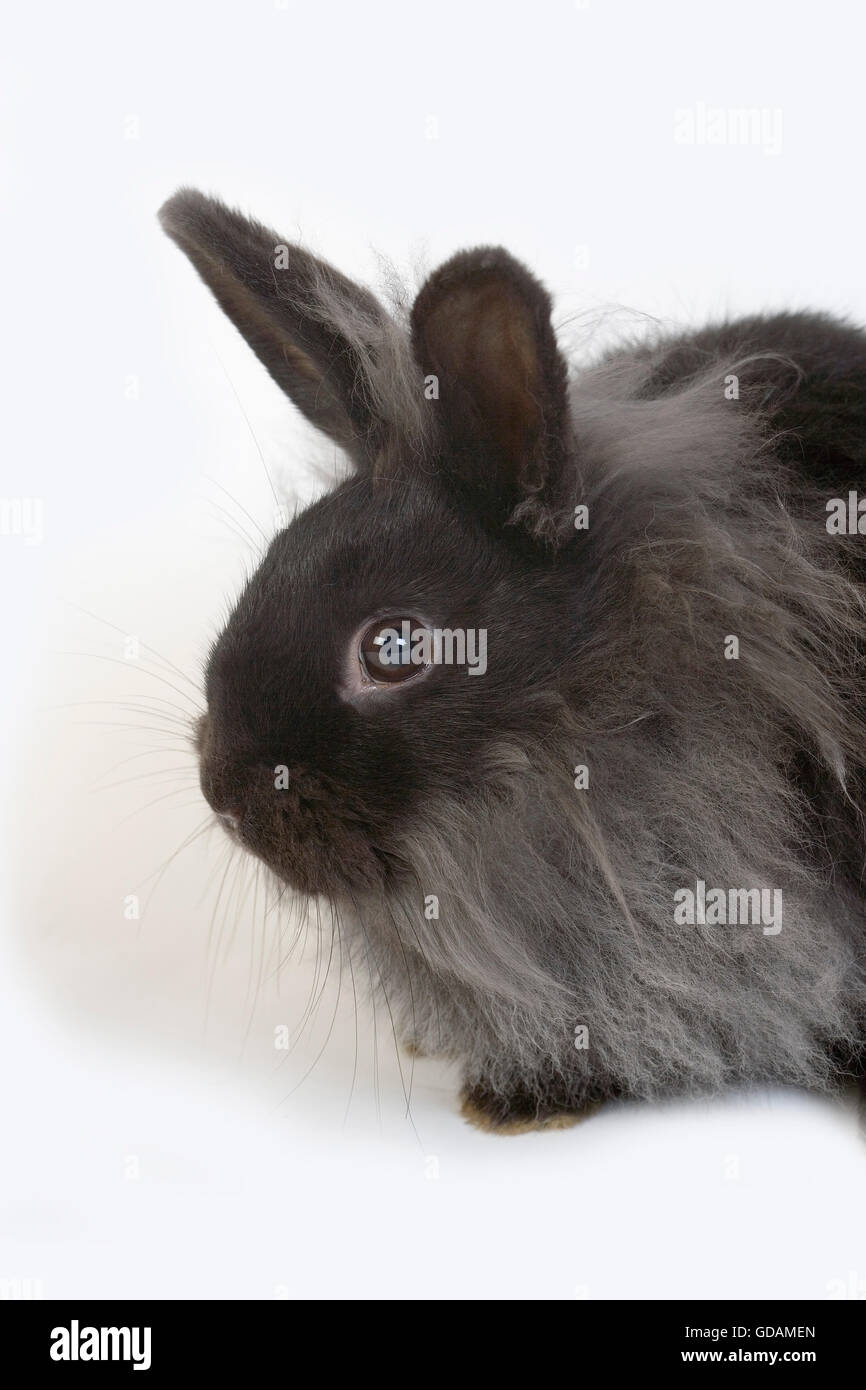 Black Dwarf Rabbit contro uno sfondo bianco Foto Stock