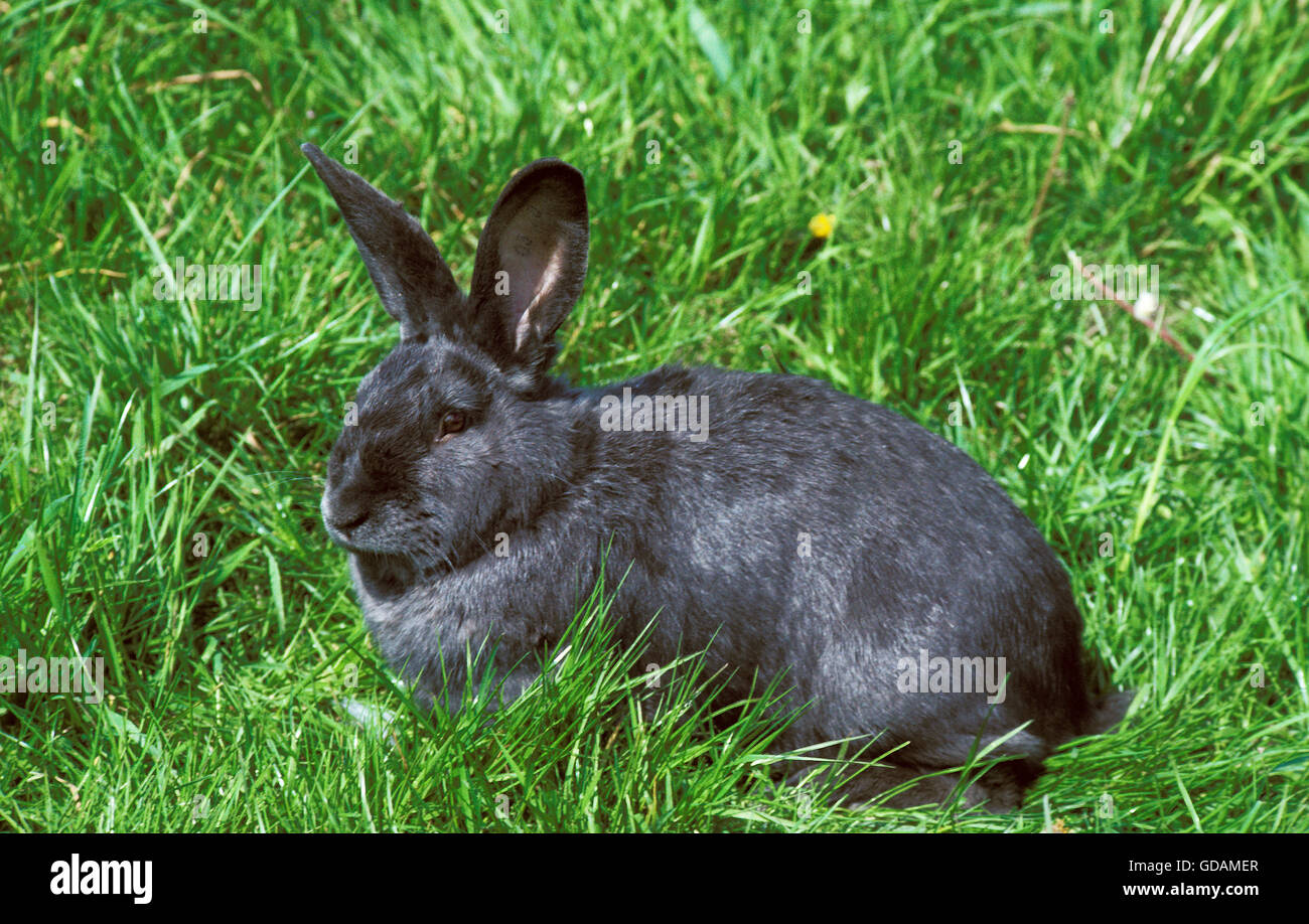 Blu di Vienna il coniglio domestico, adulti sull'erba Foto Stock
