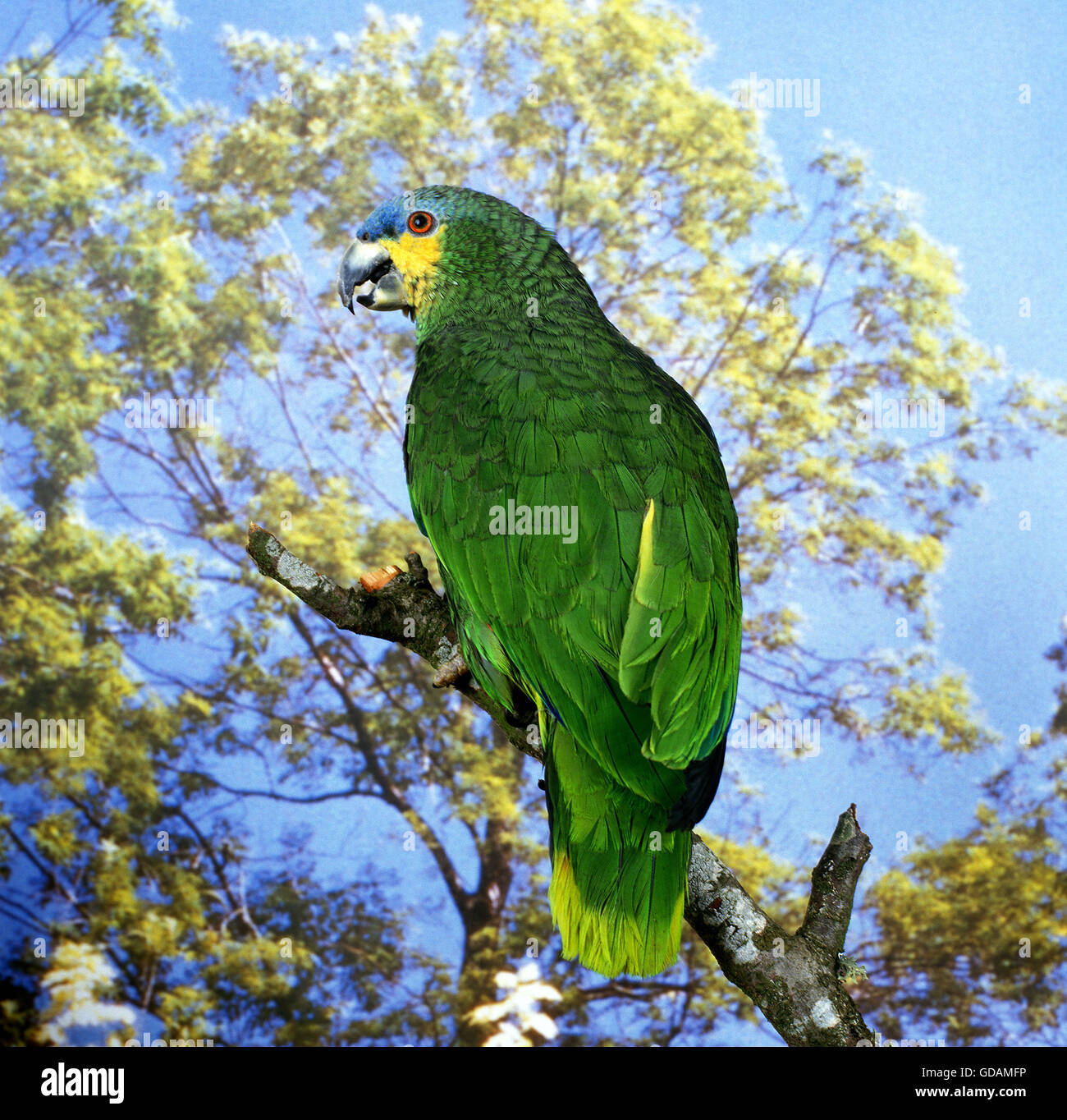 Orange-Winged Parrot, amazona amazonica, adulti sul ramo Foto Stock