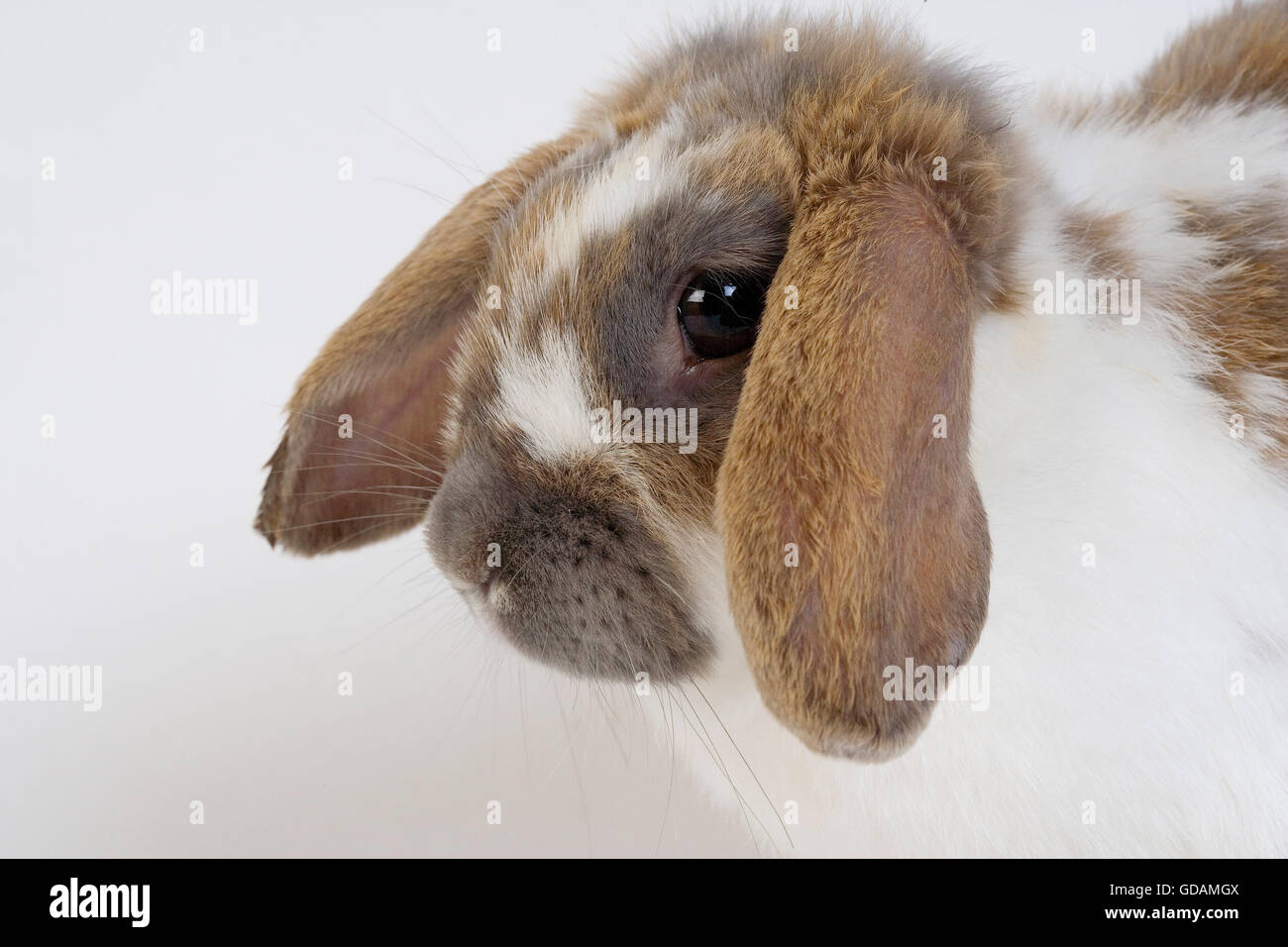 Lop-Eared coniglio domestico contro uno sfondo bianco Foto Stock